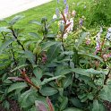 Salix magnifica (2)